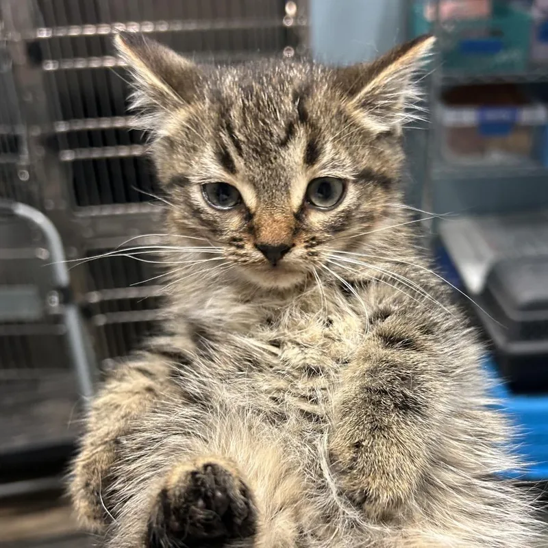 A baby small-sized male Brown / Chocolate Domestic Short Hair cat named Hollander for adoption in Chattanooga, TN
