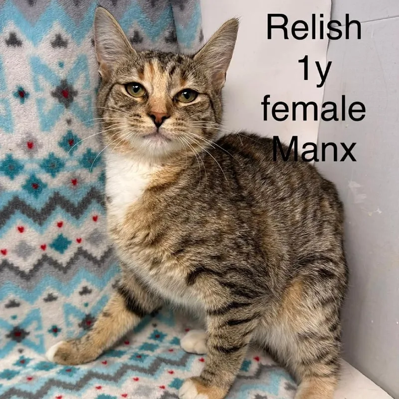 A young small-sized female Domestic Short Hair cat named Relish for adoption in New Tazewell, TN