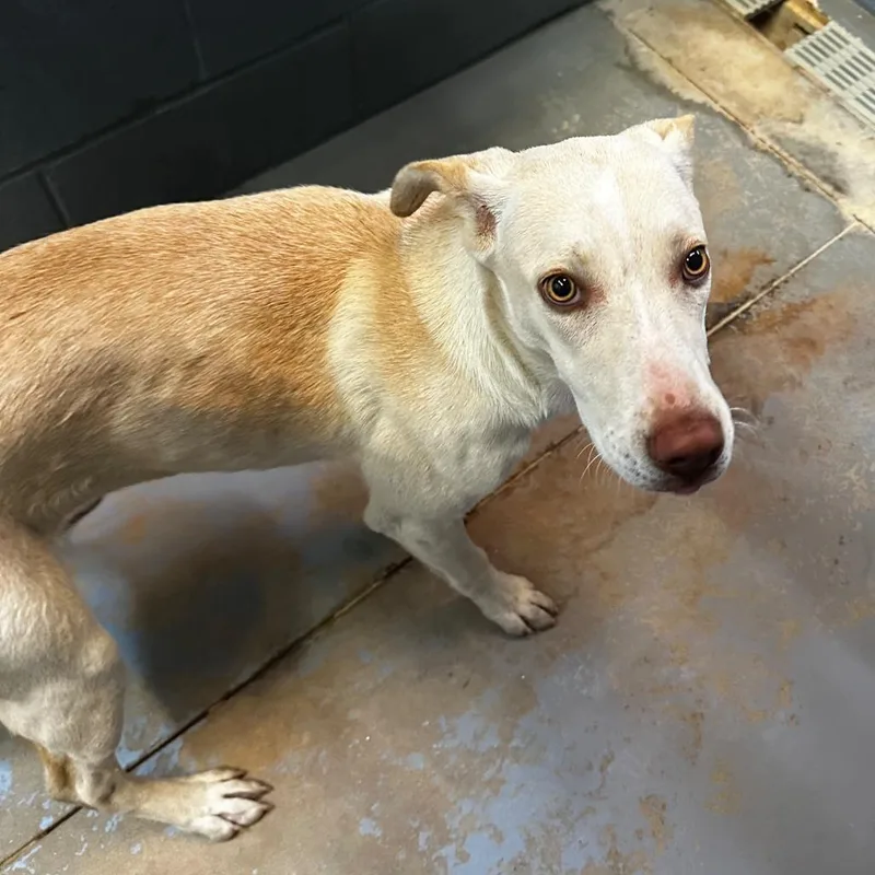 A young medium-sized female Yellow / Tan / Blond / Fawn Mixed Breed dog named Gaia for adoption in Gadsden, AL