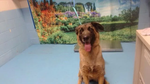 An adult large-sized female German Shepherd Dog dog named Gabby for adoption in Moreno Valley, CA