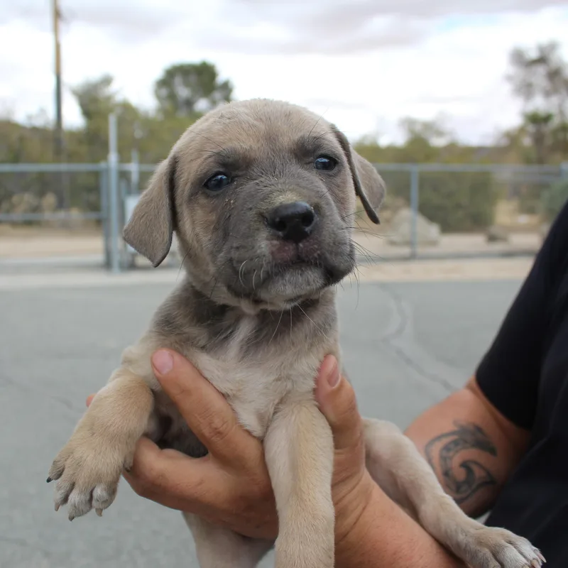 Kovu thumbnail 2