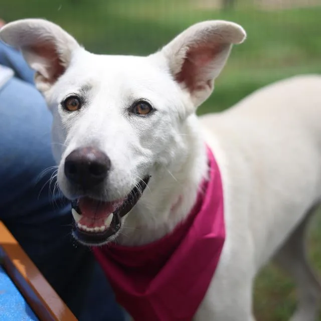A young small-sized female Anatolian Shepherd dog named Marshmallow for adoption in San Antonio, TX