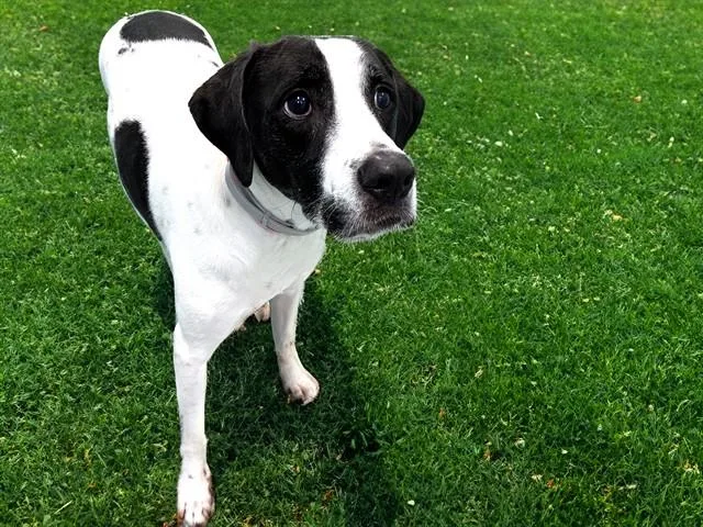 An adult medium-sized female Pointer dog named Bailey for adoption in Fort Lauderdale, FL