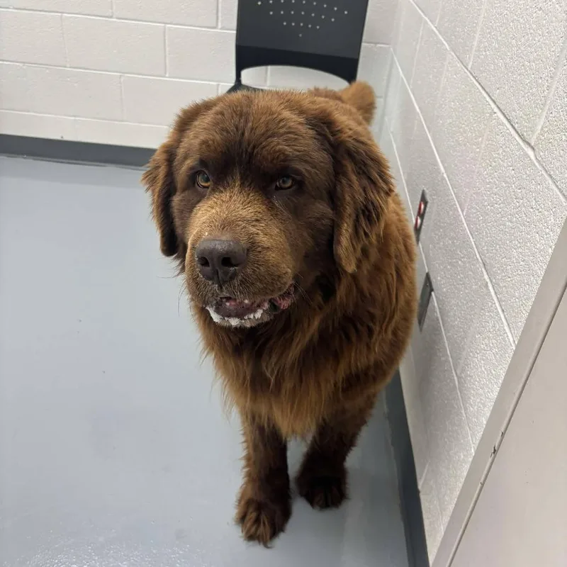 An adult large-sized male Brown / Chocolate Newfoundland Dog dog named Bentley for adoption in Rocky Mount, VA