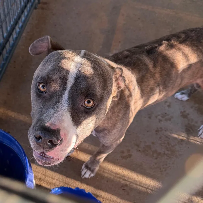 An adult large-sized male Brindle Mixed Breed dog named Ruger for adoption in Lake Jackson, TX