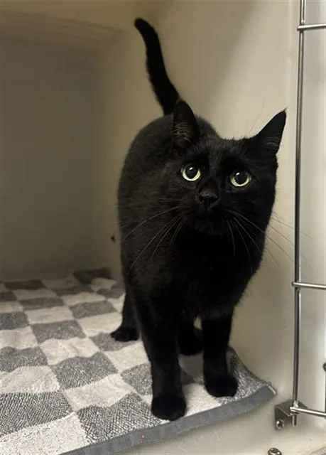 An adult medium-sized male Domestic Short Hair cat named Bubba for adoption in Statesville, NC