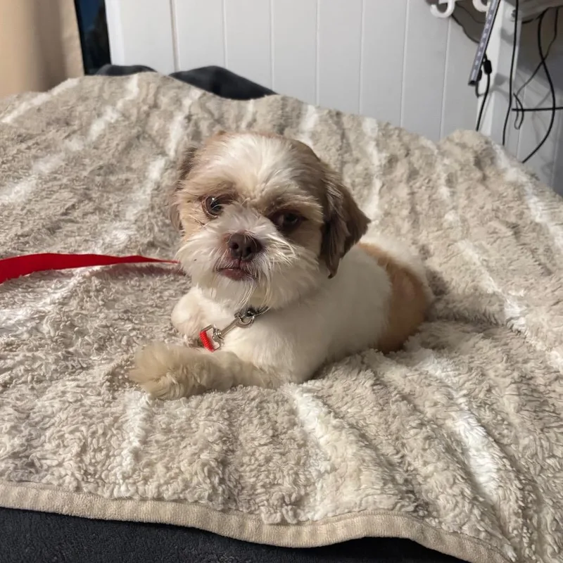 An adult small-sized male Shih Tzu dog named Steffon for adoption in Pittsburg, KS