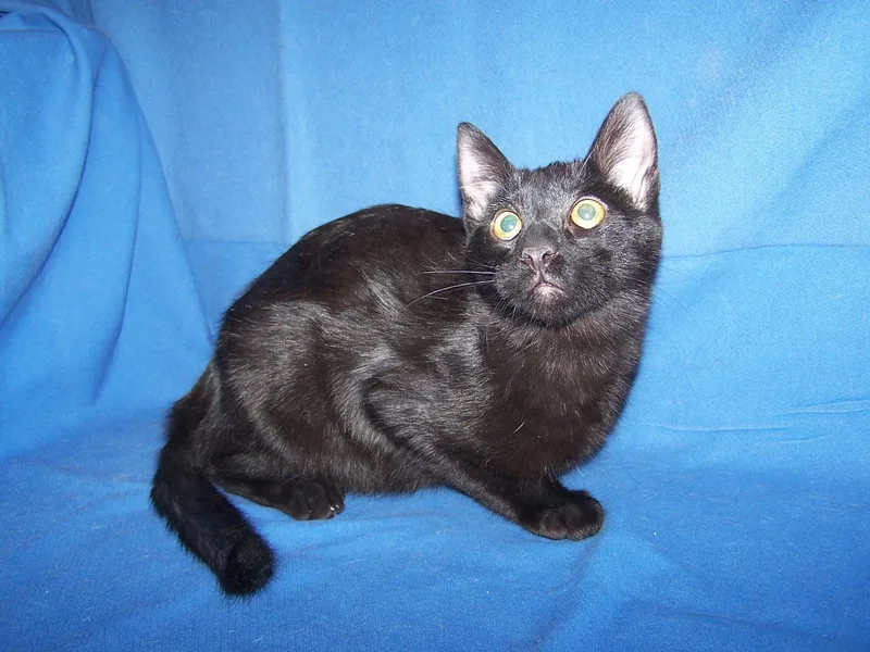 A young medium-sized male Black Domestic Short Hair cat named Kbaggettt'challa for adoption in Colorado Springs, CO