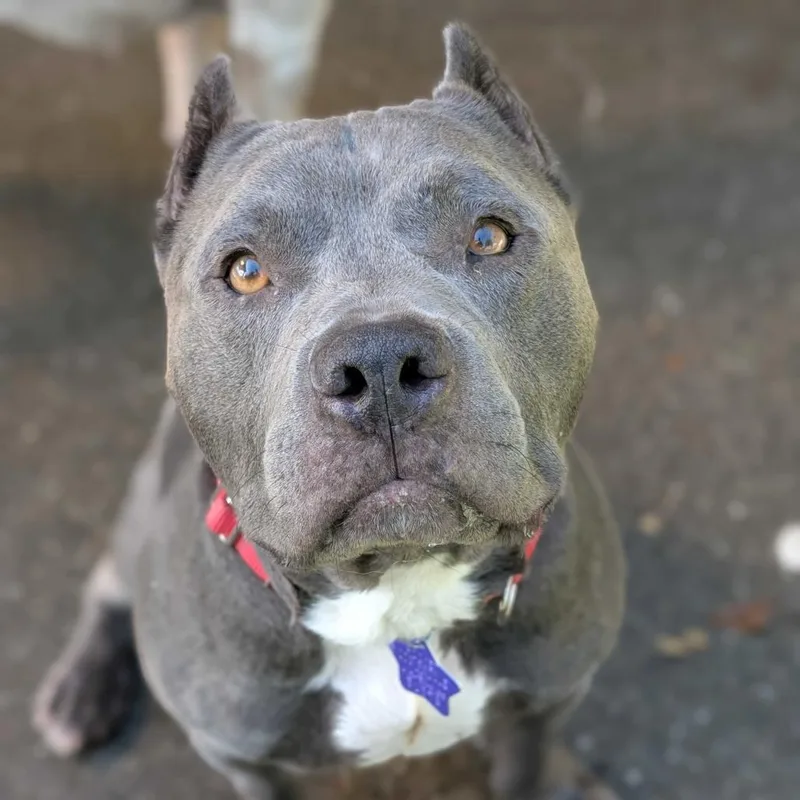 Butternut thumbnail 2