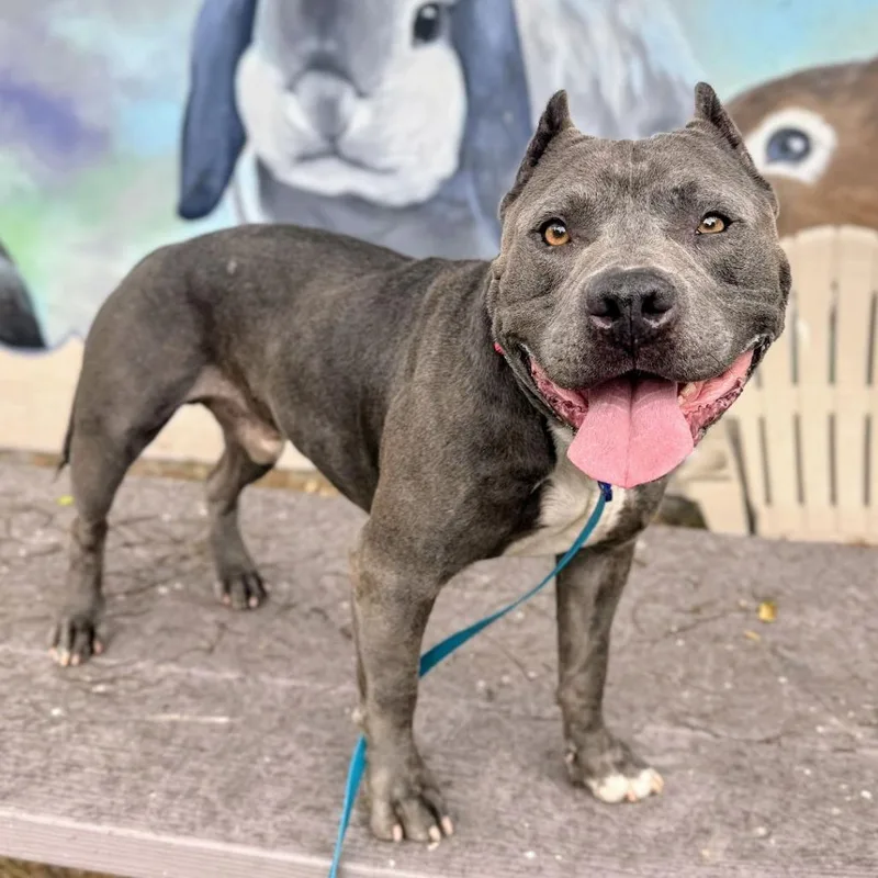 Butternut thumbnail 3