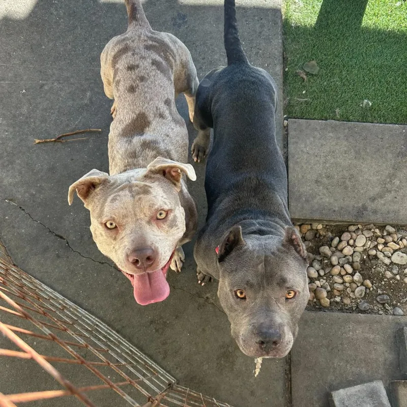 Butternut thumbnail 4