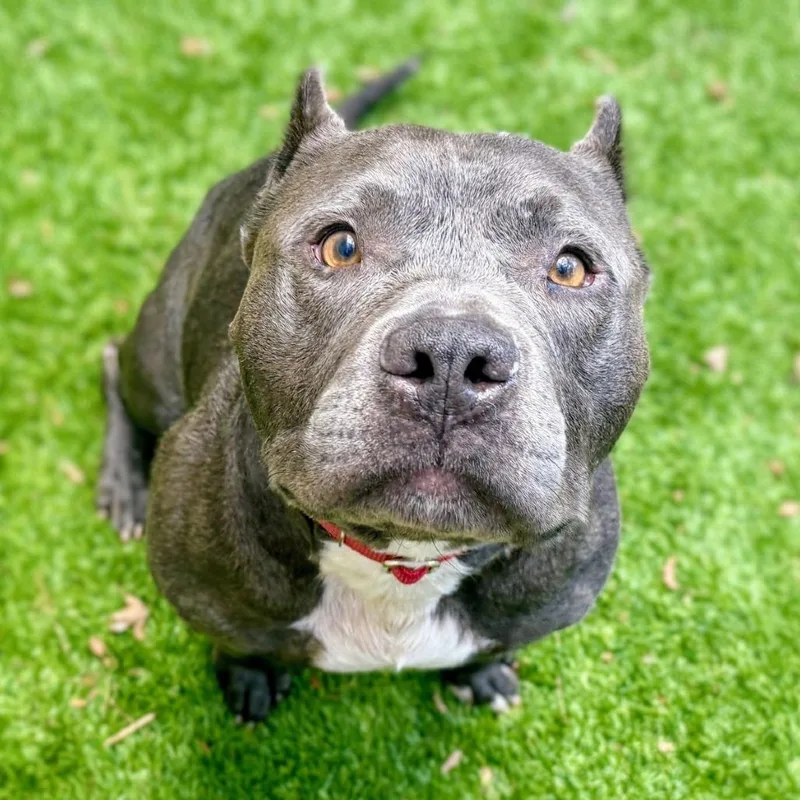 Butternut thumbnail 5