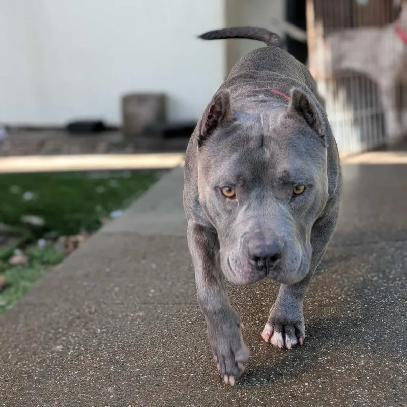 Butternut thumbnail 6