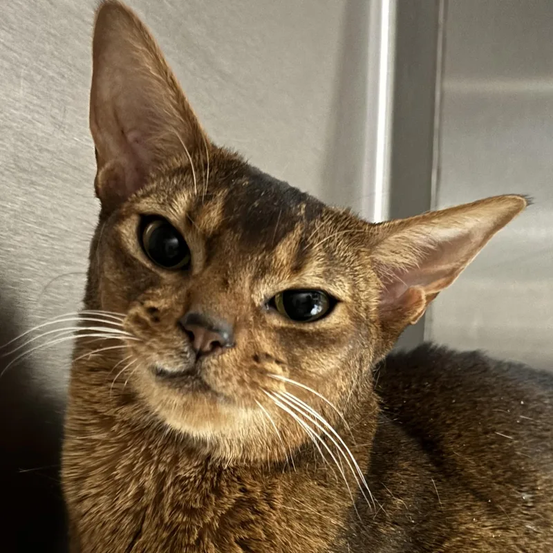 An adult medium-sized female Abyssinian cat named Basil for adoption in Santa Fe, NM