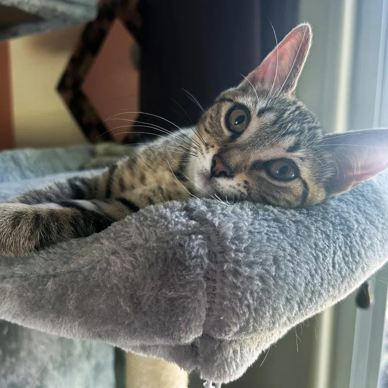 A baby small-sized female Brown / Chocolate Domestic Short Hair cat named Pill Bug for adoption in Plainfield, IL