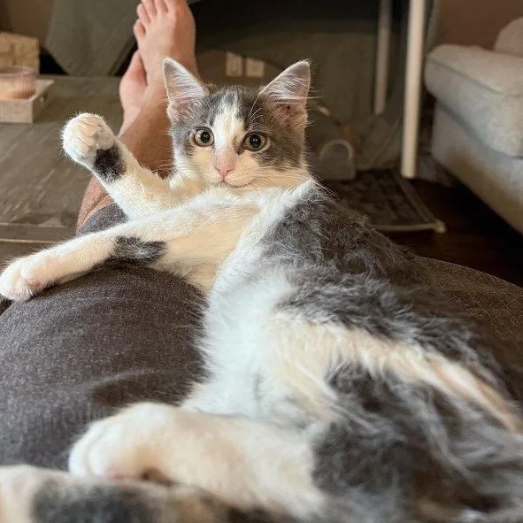 A baby medium-sized female Gray & White Domestic Medium Hair cat named Scarlet for adoption in Parker, TX