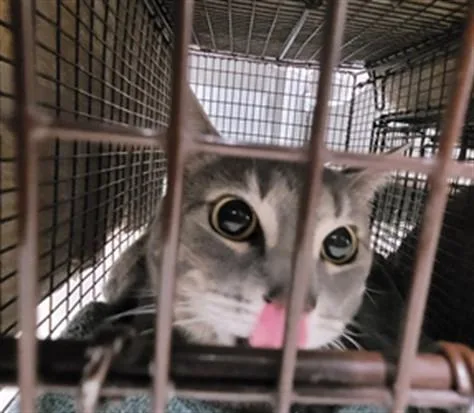An adult medium-sized female Domestic Short Hair cat named Paprika for adoption in Van Nuys, CA