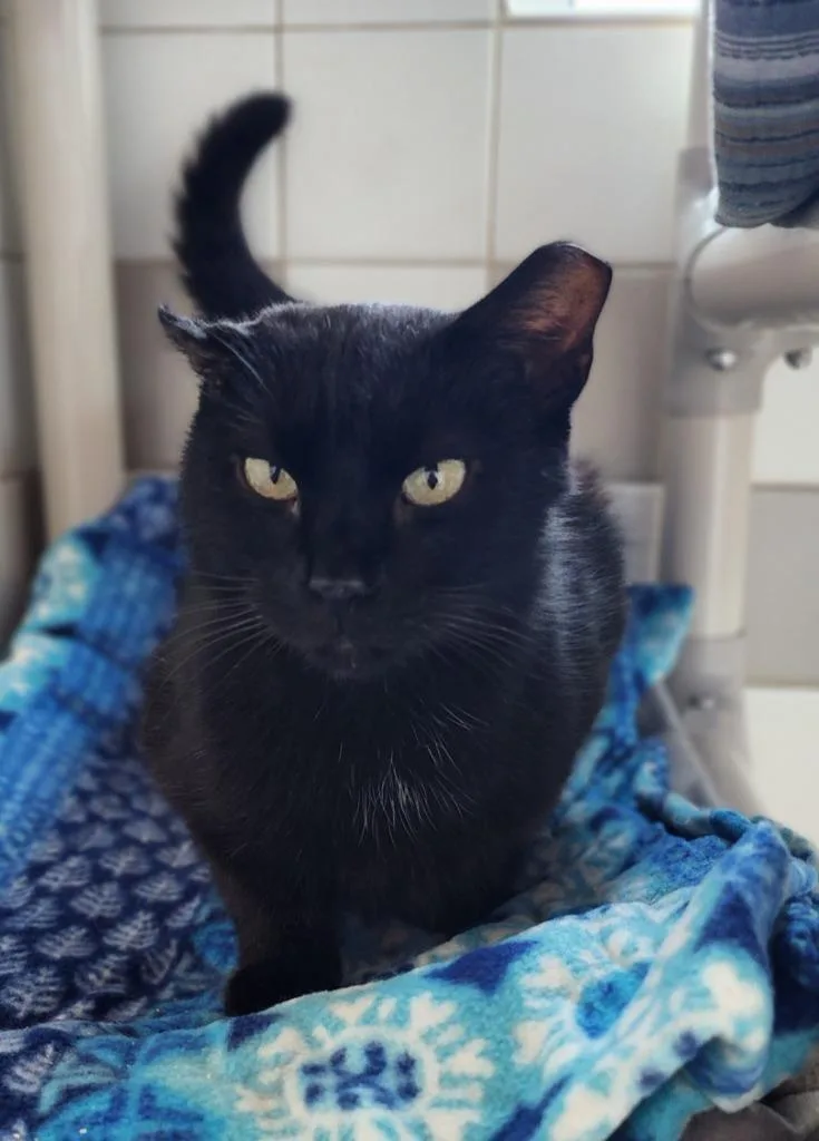 An adult medium-sized male Domestic Short Hair cat named August for adoption in Superior, WI