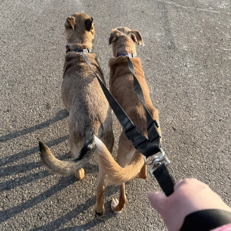 Bonnie Cm thumbnail 5