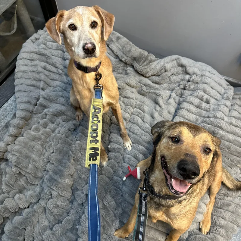 Bonnie Cm thumbnail 6