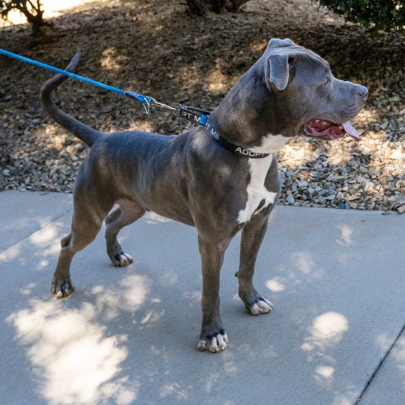 A young large-sized male Gray / Blue / Silver Pit Bull Terrier dog named Steel for adoption in Albuquerque, NM