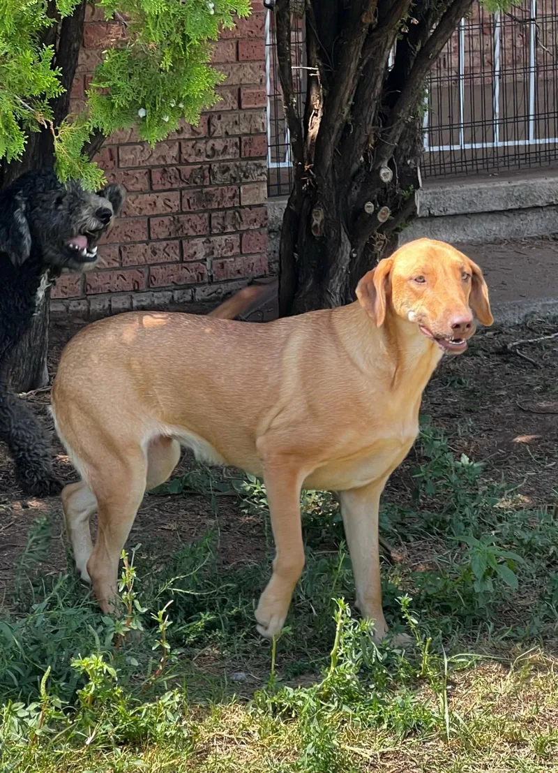 An adult medium-sized female Dachshund dog named Sandy for adoption in Dallas , TX