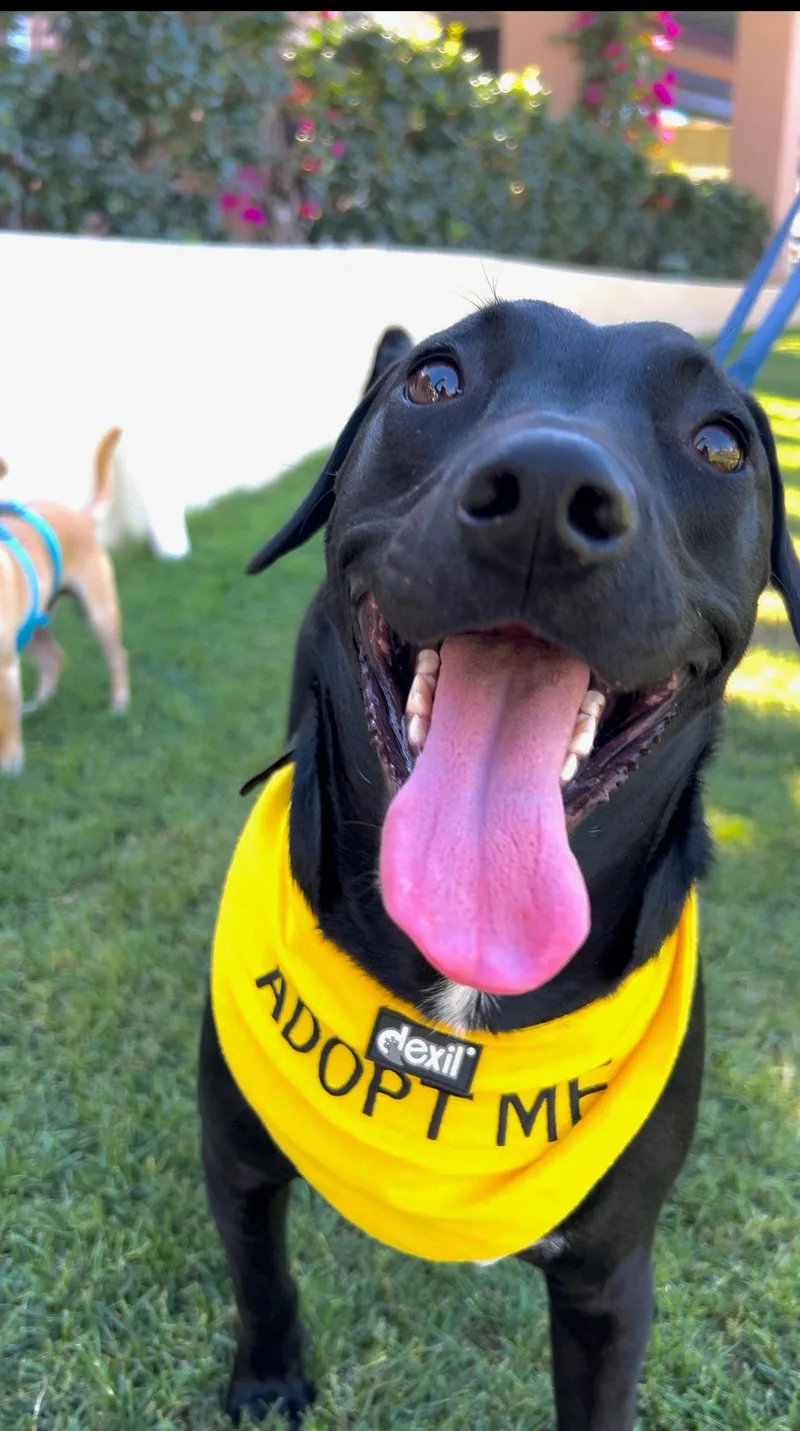 A baby medium-sized male Labrador Retriever dog named Cash for adoption in santa monica, CA
