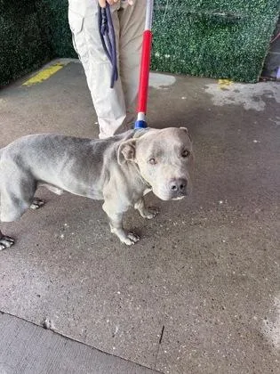 An adult large-sized male Gray / Blue / Silver Pit Bull Terrier dog named 61599516 for adoption in El Paso, TX