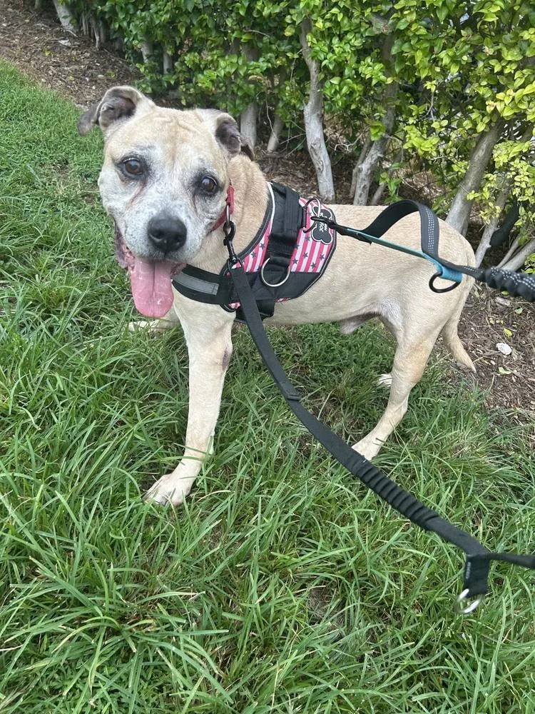 A senior large-sized male American Bulldog dog named Hershey for adoption in Melbourne Beach, FL
