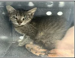 An adult medium-sized female Domestic Short Hair cat named Nicolette for adoption in Largo, FL