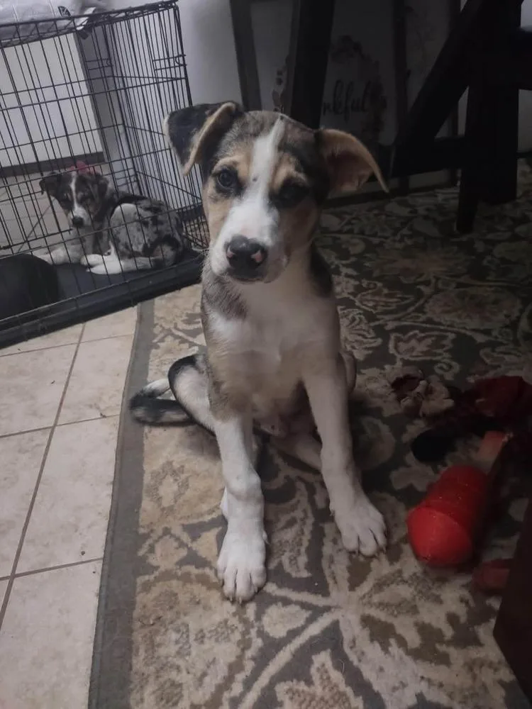 A baby medium-sized male Merle (Blue) Australian Shepherd dog named Kilo for adoption in Shawnee, OK