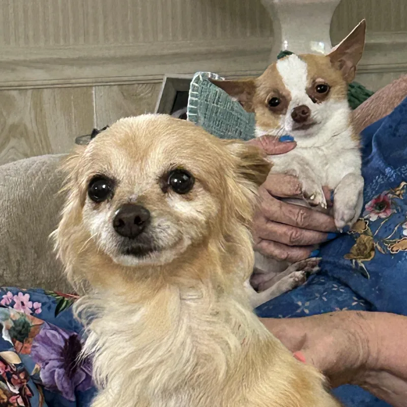 An adult small-sized male Brown / Chocolate Chihuahua dog named Kado for adoption in Sarasota, FL