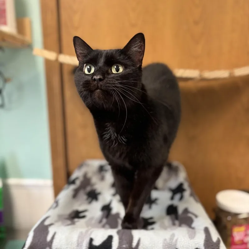 An adult medium-sized female Black Domestic Short Hair cat named Bailey Bean for adoption in Fargo, ND