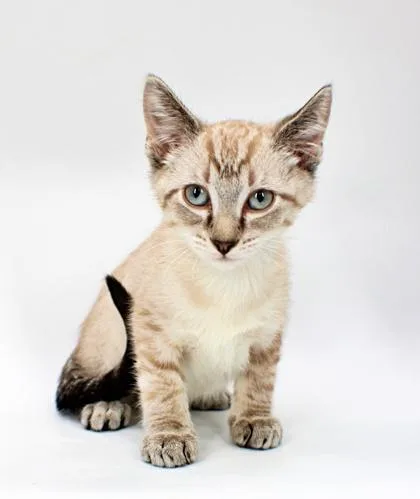 A baby small-sized male Siamese cat named Moon for adoption in Morton Grove, IL