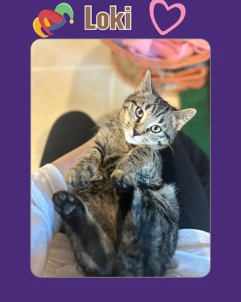 Thor And Loki thumbnail 5