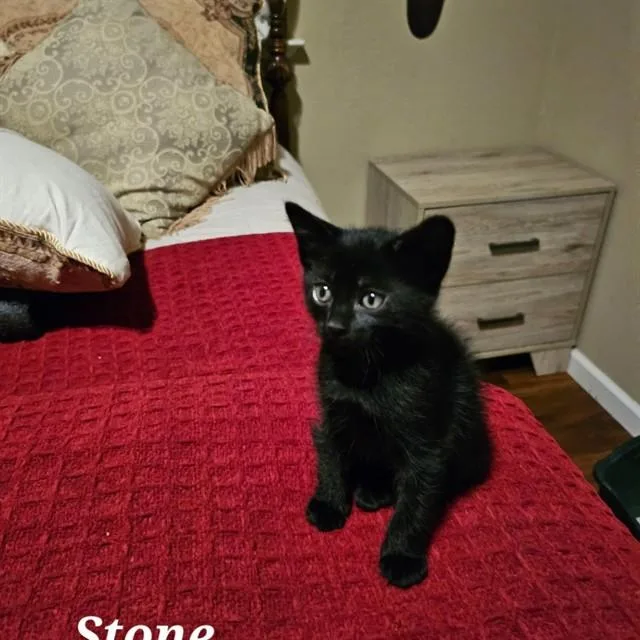 A baby small-sized male Domestic Medium Hair cat named Stone for adoption in Auburn, CA