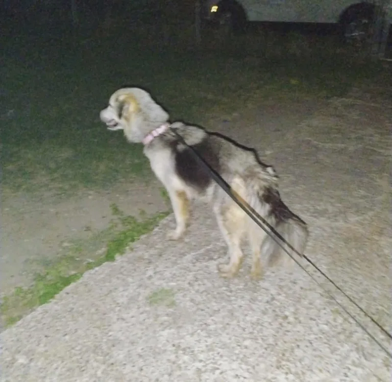 An adult medium-sized male Gray / Blue / Silver Shepherd dog named Carlotta for adoption in Thornton, CO