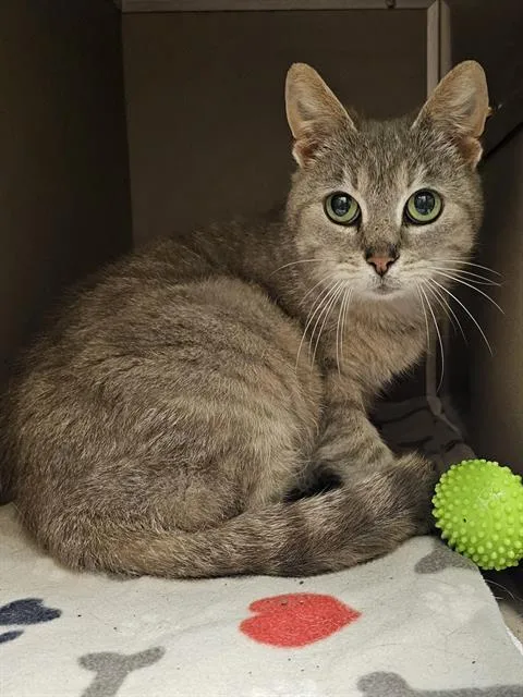 A senior medium-sized female Gray / Blue / Silver Domestic Short Hair cat named Doris for adoption in Clyde, NC