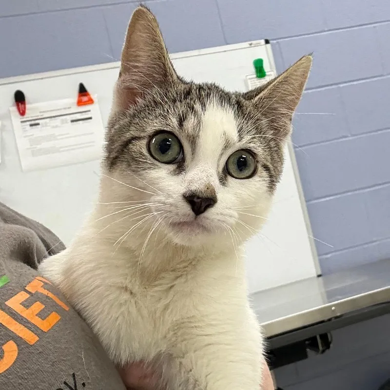 A baby small-sized female White Domestic Short Hair cat named Khloe for adoption in Jacksonville, FL