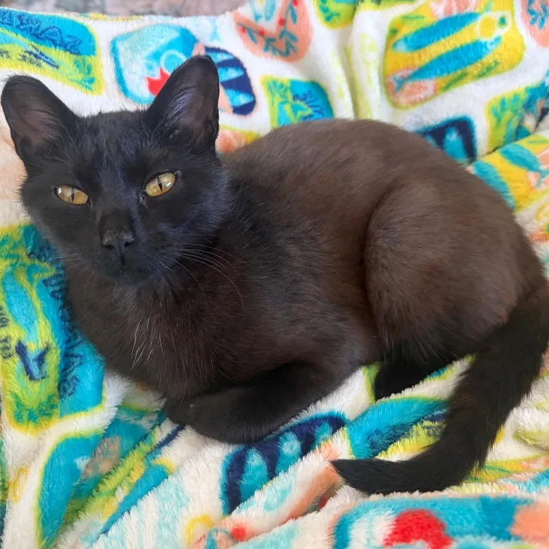 A young small-sized female Brown / Chocolate American Shorthair cat named Teeny C for adoption in Princeton, MN