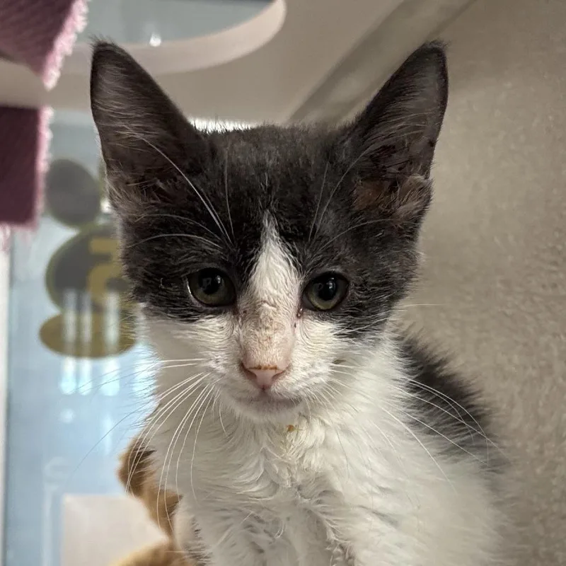 A baby small-sized female Black Domestic Short Hair cat named Hope for adoption in Las Cruces, NM