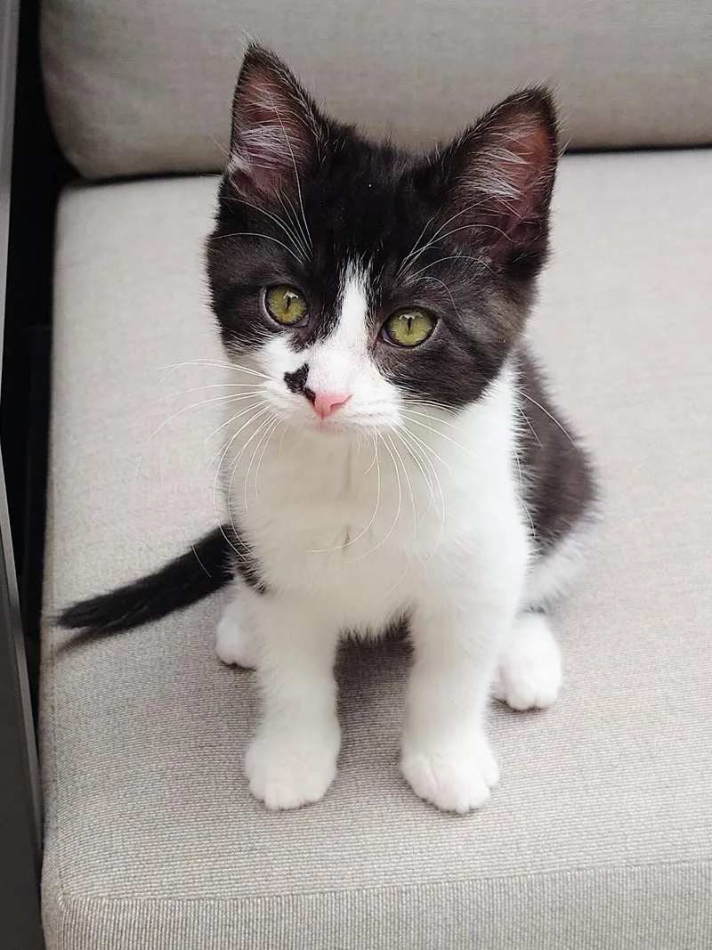 A baby large-sized male White Domestic Short Hair cat named Gurathin and Rin for adoption in Seattle, WA