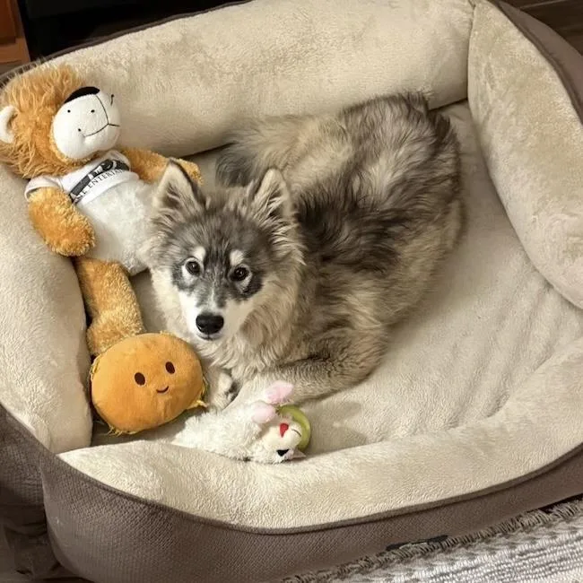 A baby large-sized female Siberian Husky dog named Indy for adoption in San Diego, CA