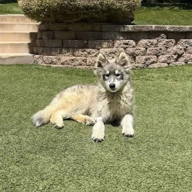 Indy thumbnail 2