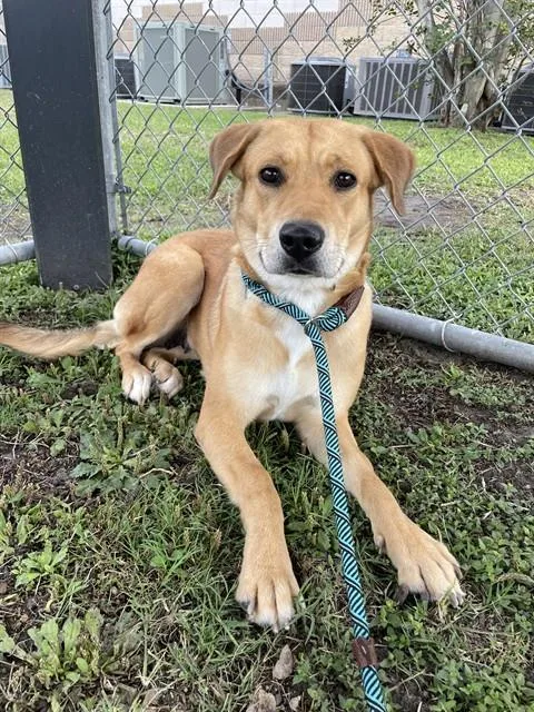 A young medium-sized female Labrador Retriever dog named Acura for adoption in Corpus Christi, TX