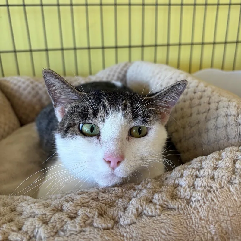 An adult medium-sized female Domestic Short Hair cat named Pixie for adoption in Webster, TX
