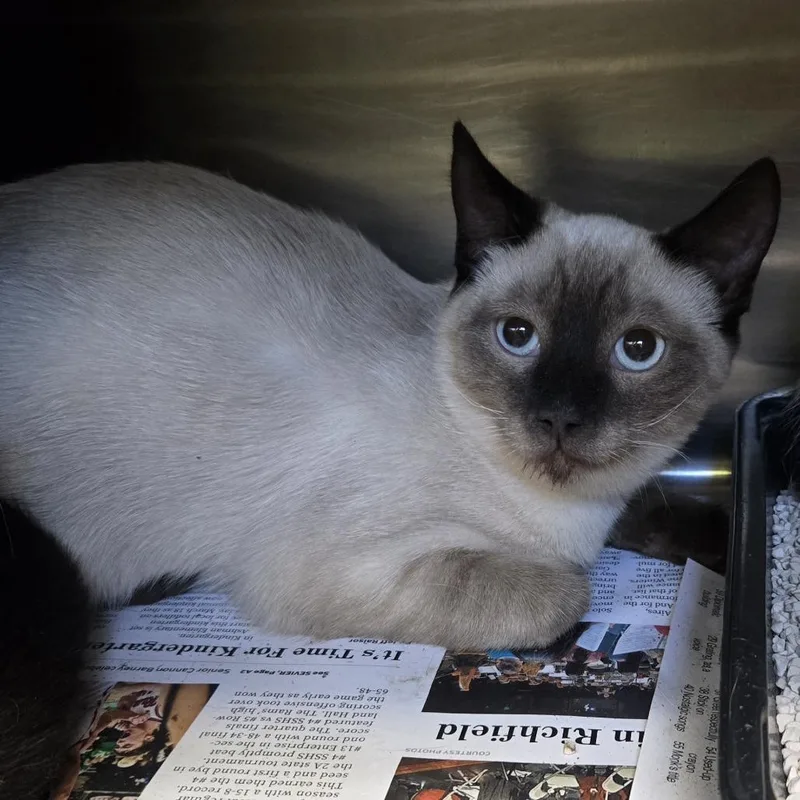 A baby medium-sized female Domestic Short Hair cat named Mell for adoption in Murray, UT