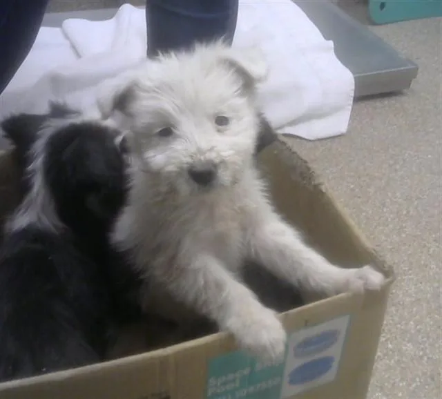 A baby small-sized female Border Collie dog named Mae for adoption in Albuquerque, NM