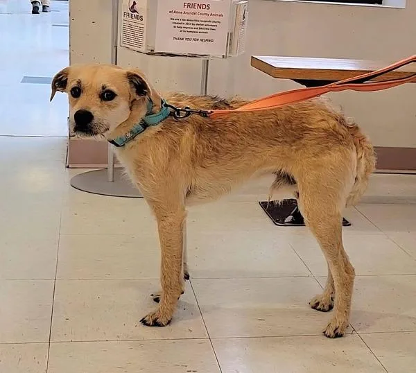 A young small-sized male Terrier dog named Max's Taxes for adoption in Millersville, MD