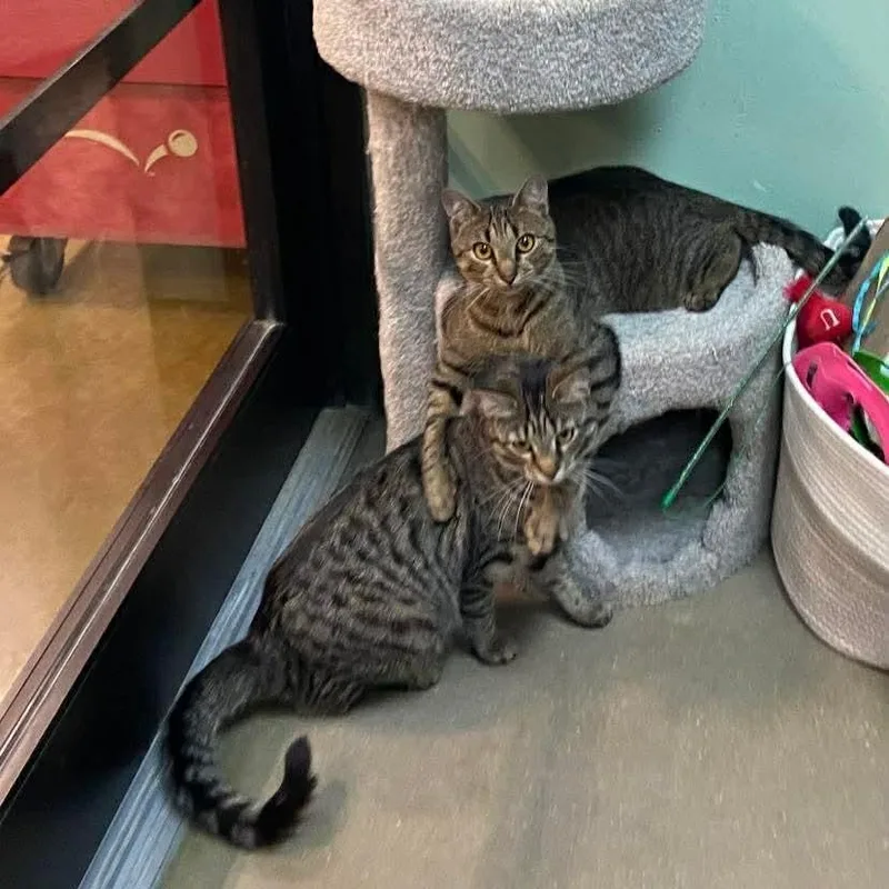 A baby medium-sized male Tabby (Brown / Chocolate) Domestic Short Hair cat named Robin & Ivy for adoption in Bellmawr, NJ